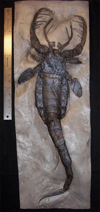 Photo:  Eurypterid fossil